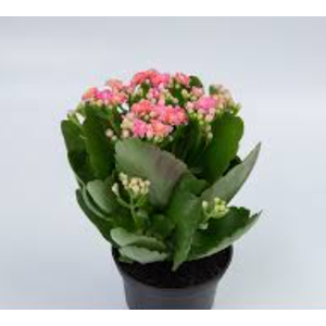 KALANCHOE DOBRADO MINI P09 ROSA