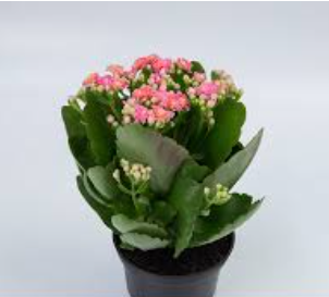 <h4>KALANCHOE DOBRADO MINI P09 ROSA</h4>