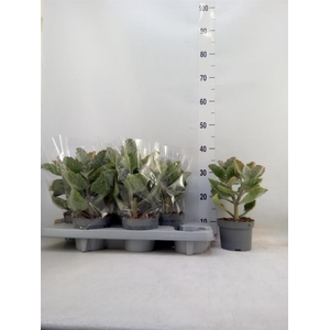 Kalanchoe NF beharensis