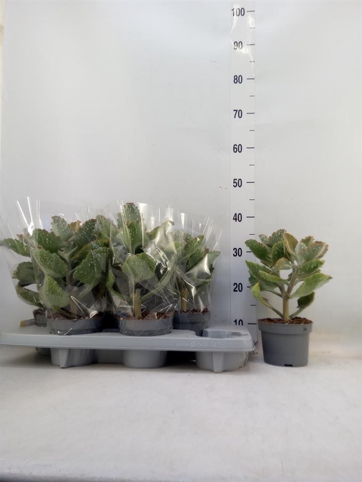 <h4>Kalanchoe NF beharensis</h4>
