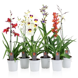 Inca Orchid mix 1 spike 50-75cm