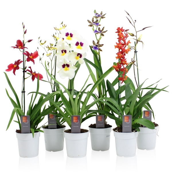 <h4>Inca Orchid mix 1 spike 50-75cm</h4>