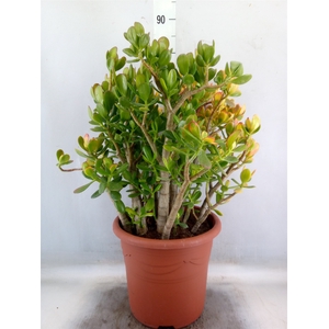 Crassula   ...