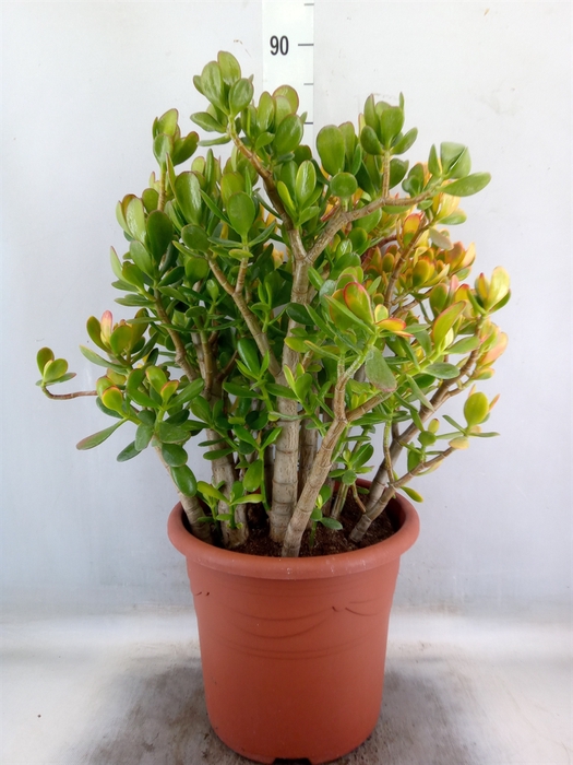 <h4>Crassula   ...</h4>