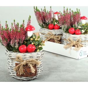 ARR TUINPLANTEN