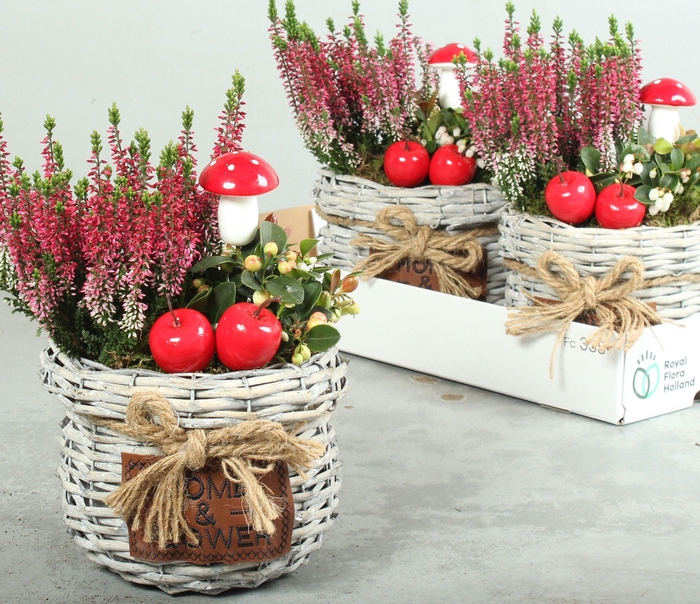 <h4>ARR TUINPLANTEN</h4>