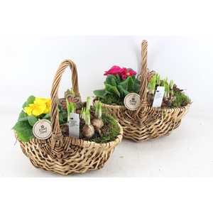 arr4 Primula PL - Tasmand x4