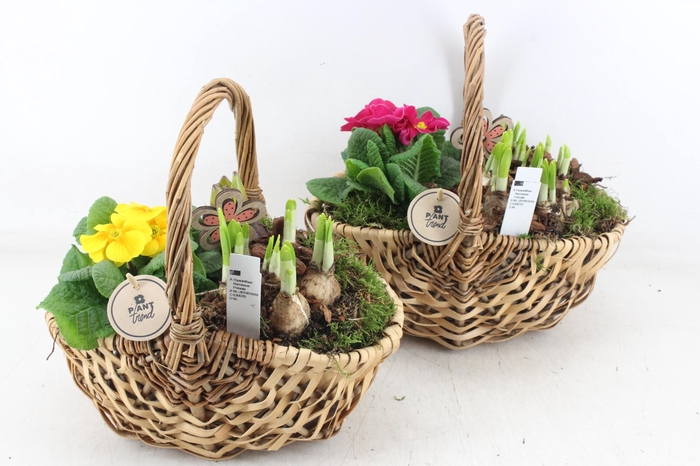 <h4>arr4 Primula PL - Tasmand x4</h4>