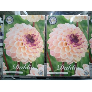 Dahlia   ...flowerbulbs