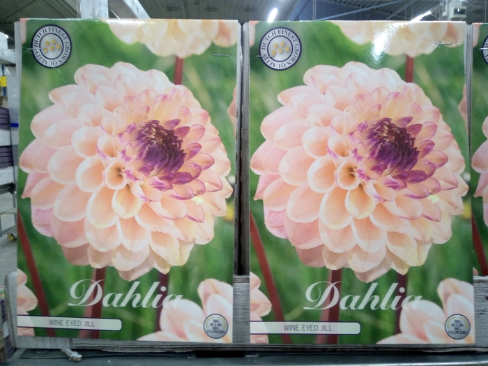 <h4>Dahlia   ...flowerbulbs</h4>