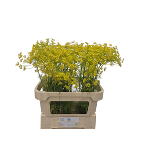 ANET GRAVEOLENS