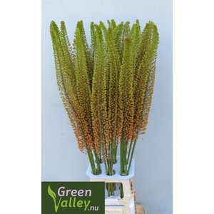 Eremurus Emmy Ro