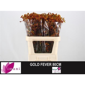 ANIGOZ GOLD FE