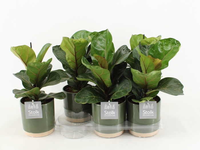 <h4>Ficus Lyrata Keramiek Julia</h4>