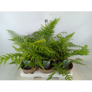 Dicksonia antarctica