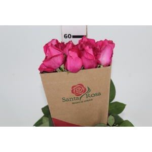 ROSA CHERRY AVALANCHE 060 CM PINK ESTUFA