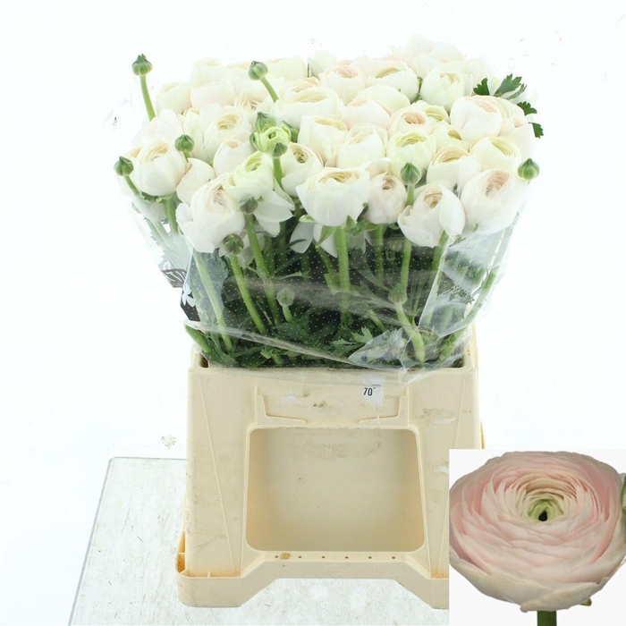 <h4>RAN SU HANOI</h4>