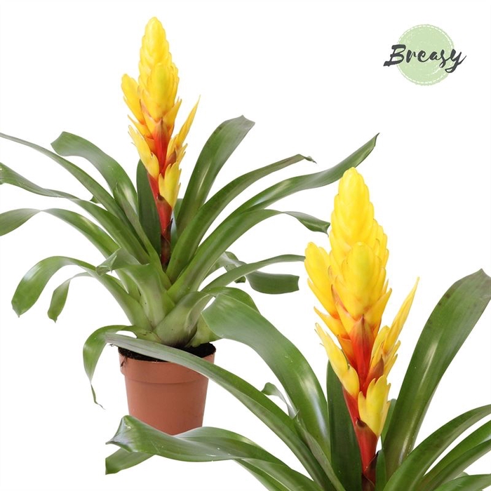 Vriesea Intenso Yellow