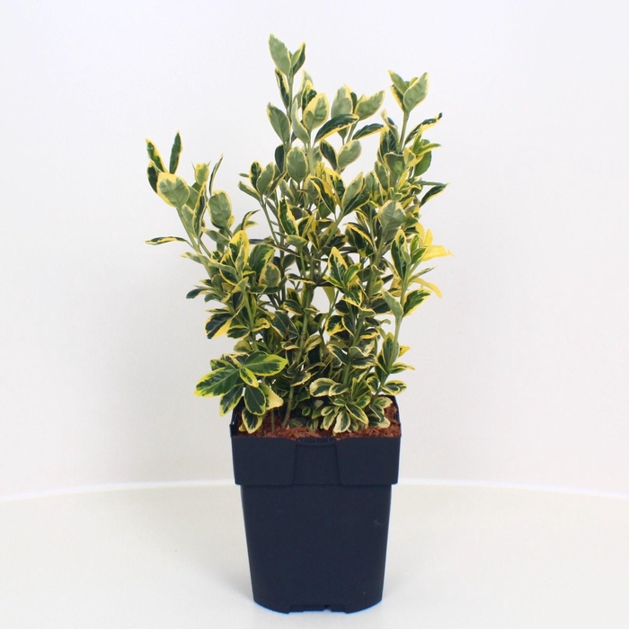 <h4>Euonymus japonicus 'Marieke' P17</h4>