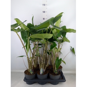 Alocasia zebrina