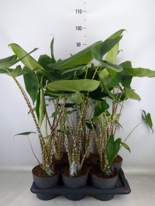 <h4>Alocasia zebrina</h4>