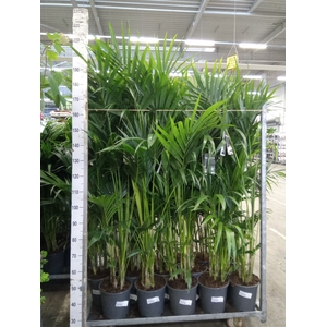 Howea forsteriana