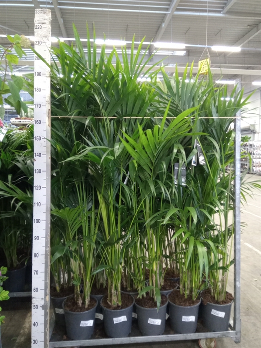 <h4>Howea forsteriana</h4>
