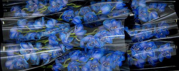 <h4>CYMB T KLB H%</h4>