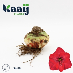 BLOEMBOL HIPPEASTRUM