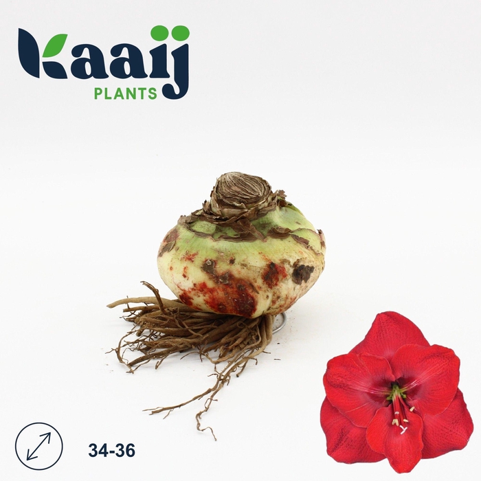 <h4>BLOEMBOL HIPPEASTRUM</h4>