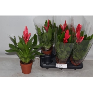 Vriesea Intenso Pink