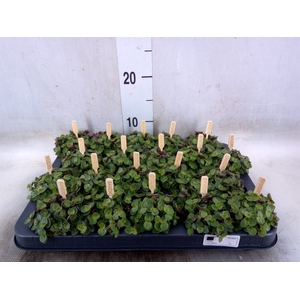 Callisia repens 'Turtle'