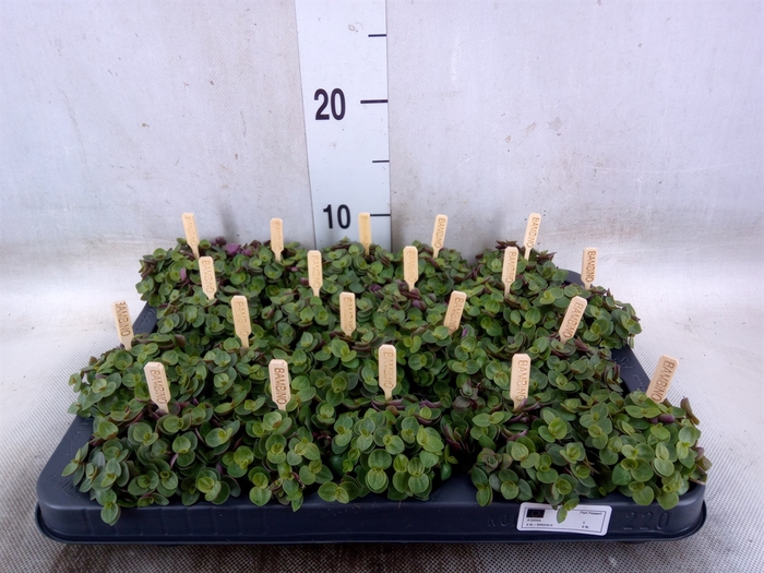 <h4>Callisia repens 'Turtle'</h4>