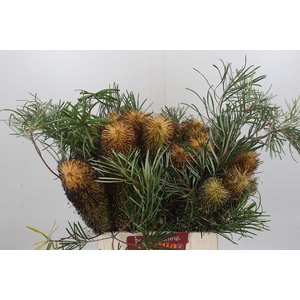 Banksia Spinulosa