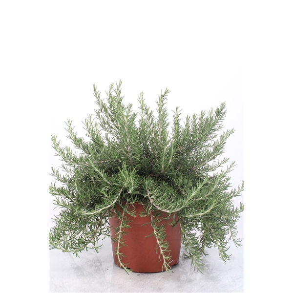 <h4>Rosmarinus Prostratus Bush - 1154</h4>