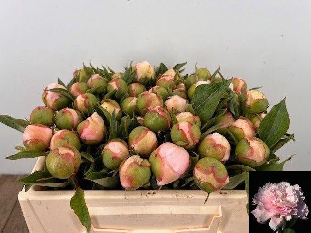 <h4>PAEO L NOEMI DEMAY</h4>