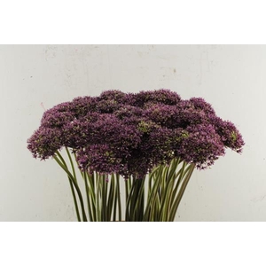 Allium Powder Puff L 80 Nie