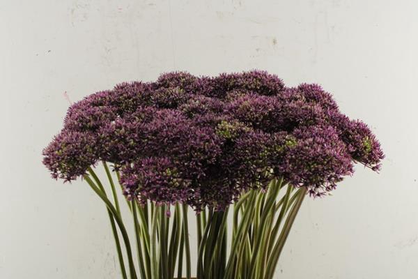 <h4>Allium Powder Puff L 80 Nie</h4>
