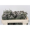 Kaaps Groen Silver Brunia