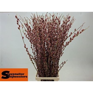 Salix G Red Cushion