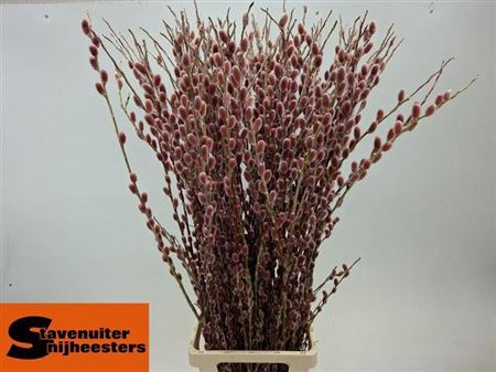 Salix G Red Cushion