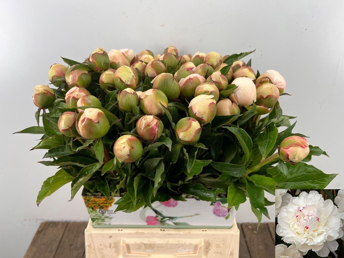 <h4>PAEO L FESTIV MAXIMA</h4>