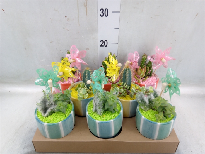 <h4>Cactus   ...</h4>