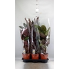 Calathea   ...mix