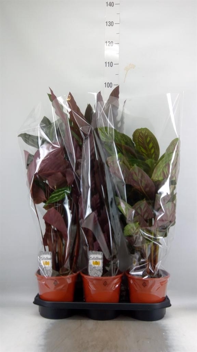 Calathea   ...mix