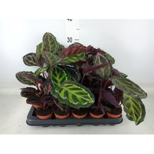 Calathea   ...