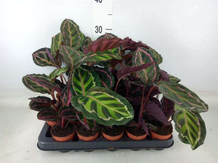 <h4>Calathea   ...</h4>