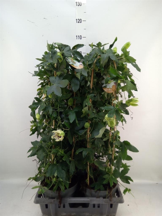 <h4>Passiflora caerul.</h4>