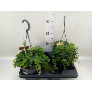 Parthenocissus  'Sugar Vine'