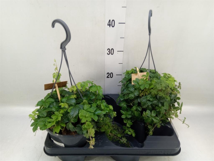 <h4>Parthenocissus  'Sugar Vine'</h4>